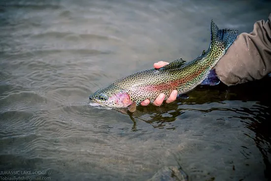 Pesca fly fishing - alojamiento en centro turistico muscaria en malalcahuello